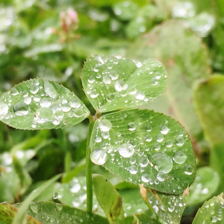 S__19374092 (450x450)